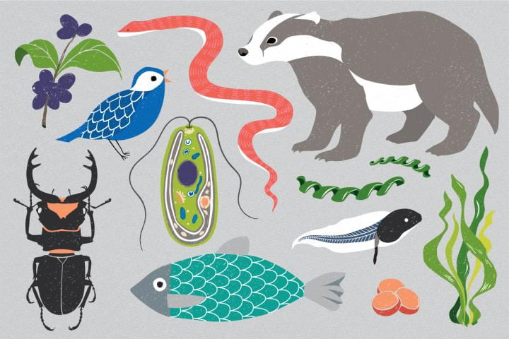 Illustration of various animals.