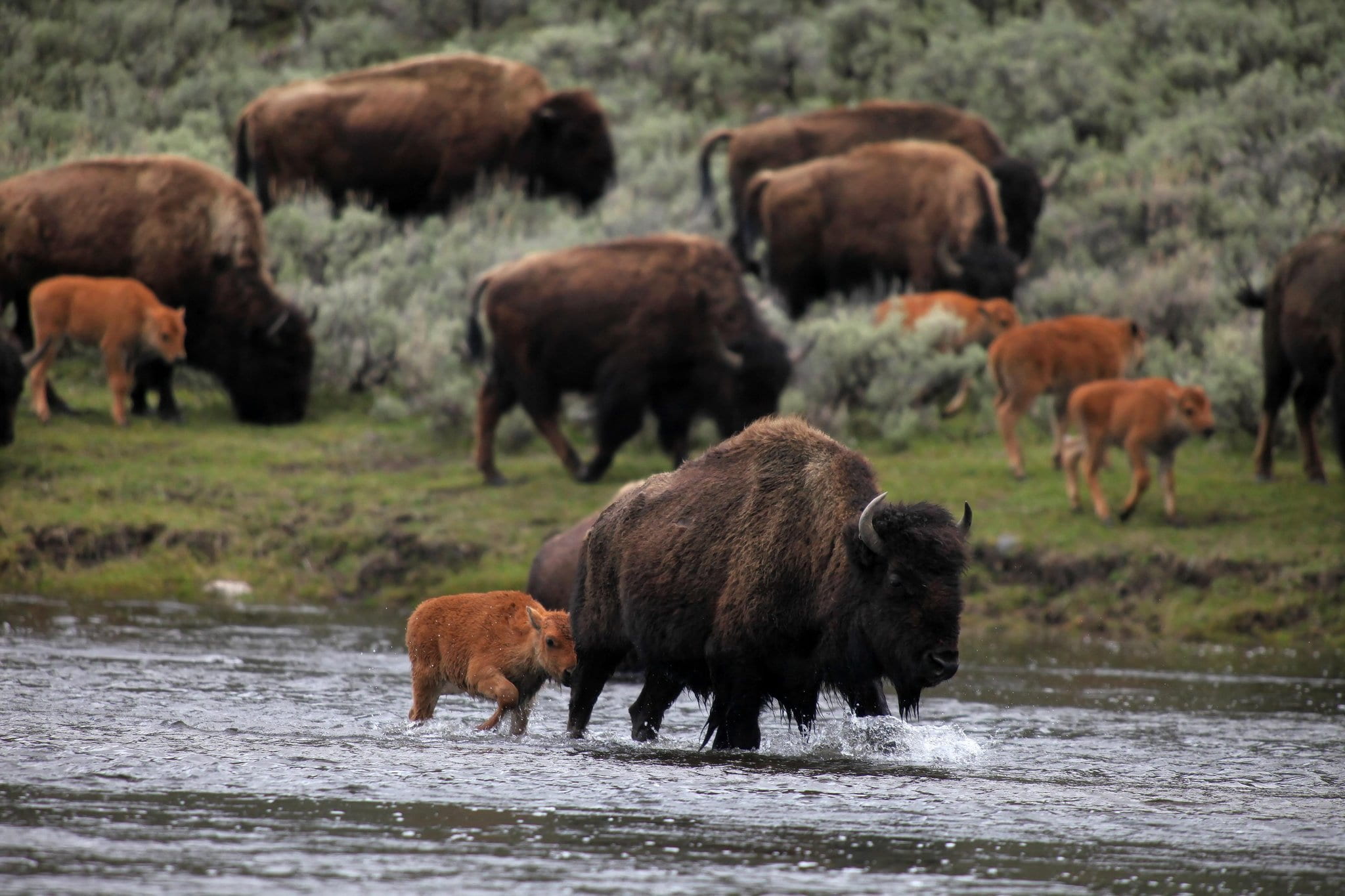 A Start Date for the Bison Invasion of North America