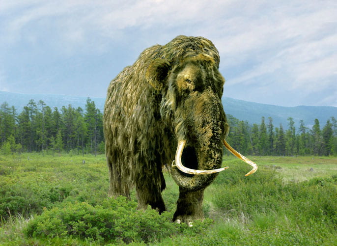 Should we bring back the Woolly Mammoth?