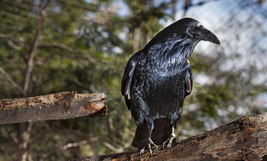 Raven photo.