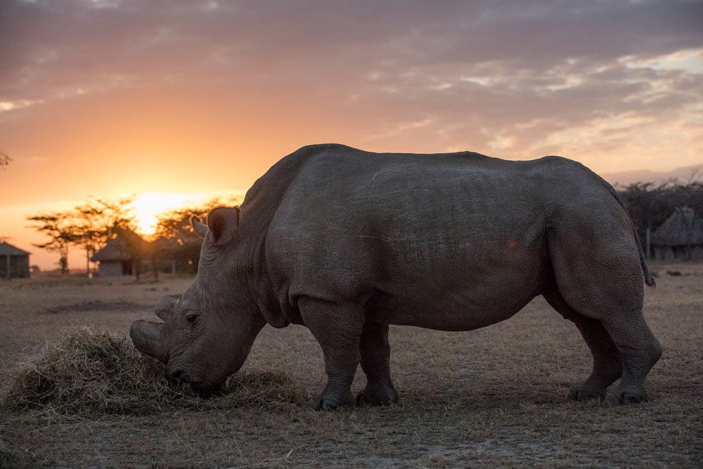 Scientists See Promise in Resurrecting These Rhinos That Are Nearly Extinct