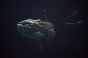 Sunfish photo.