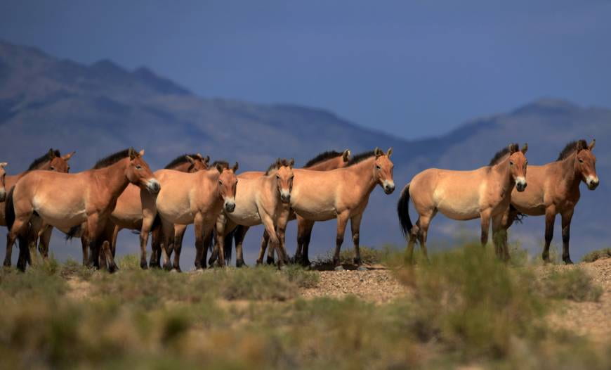 New DNA analysis shows that all the world’s wild horses are already extinct