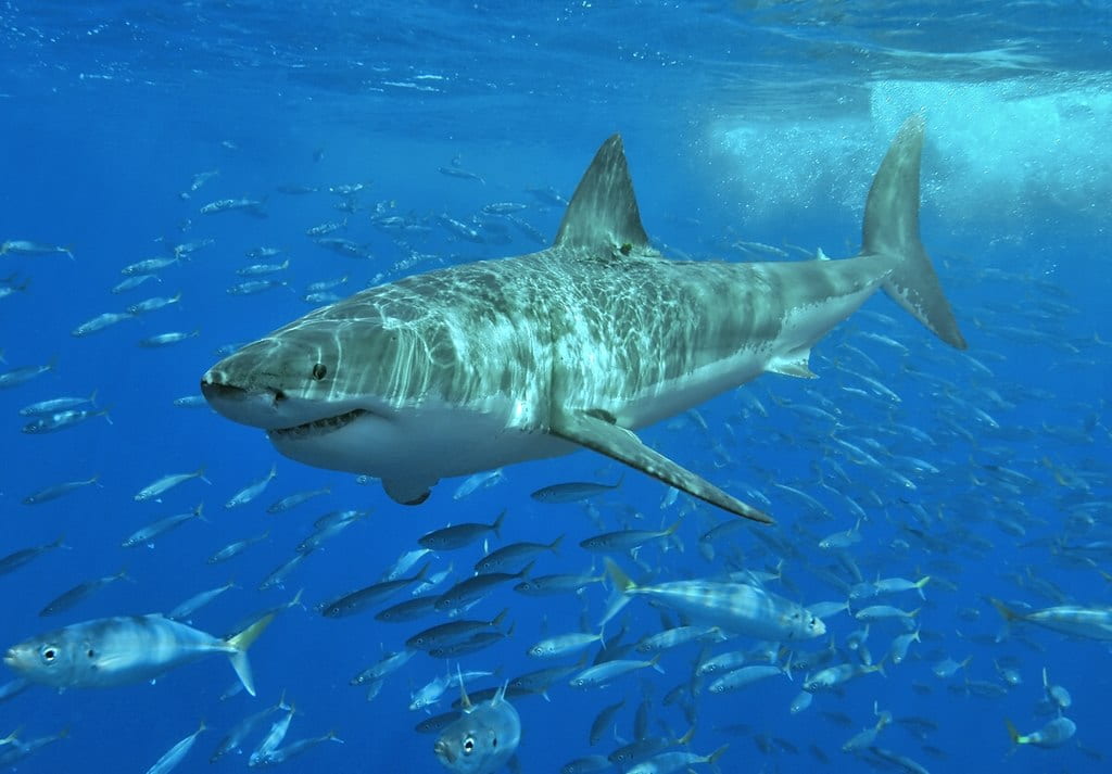 Sequencing the white shark genome is cool, but for bigger insights we need libraries of genetic data