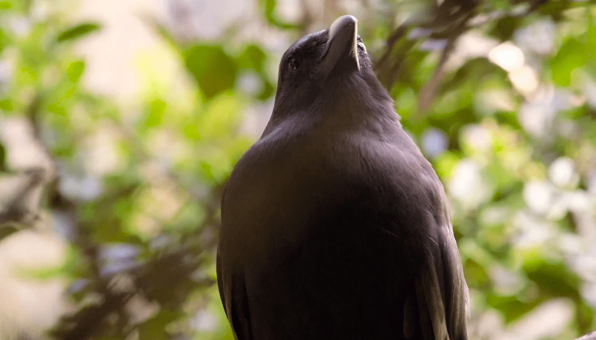 Black crow, perched, looking up, foliage in background