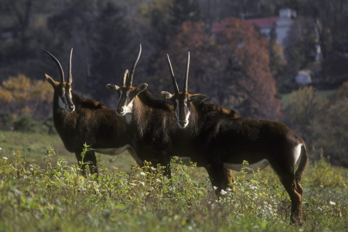 Scientists Sequence the Sable Antelope’s Genome for the First Time