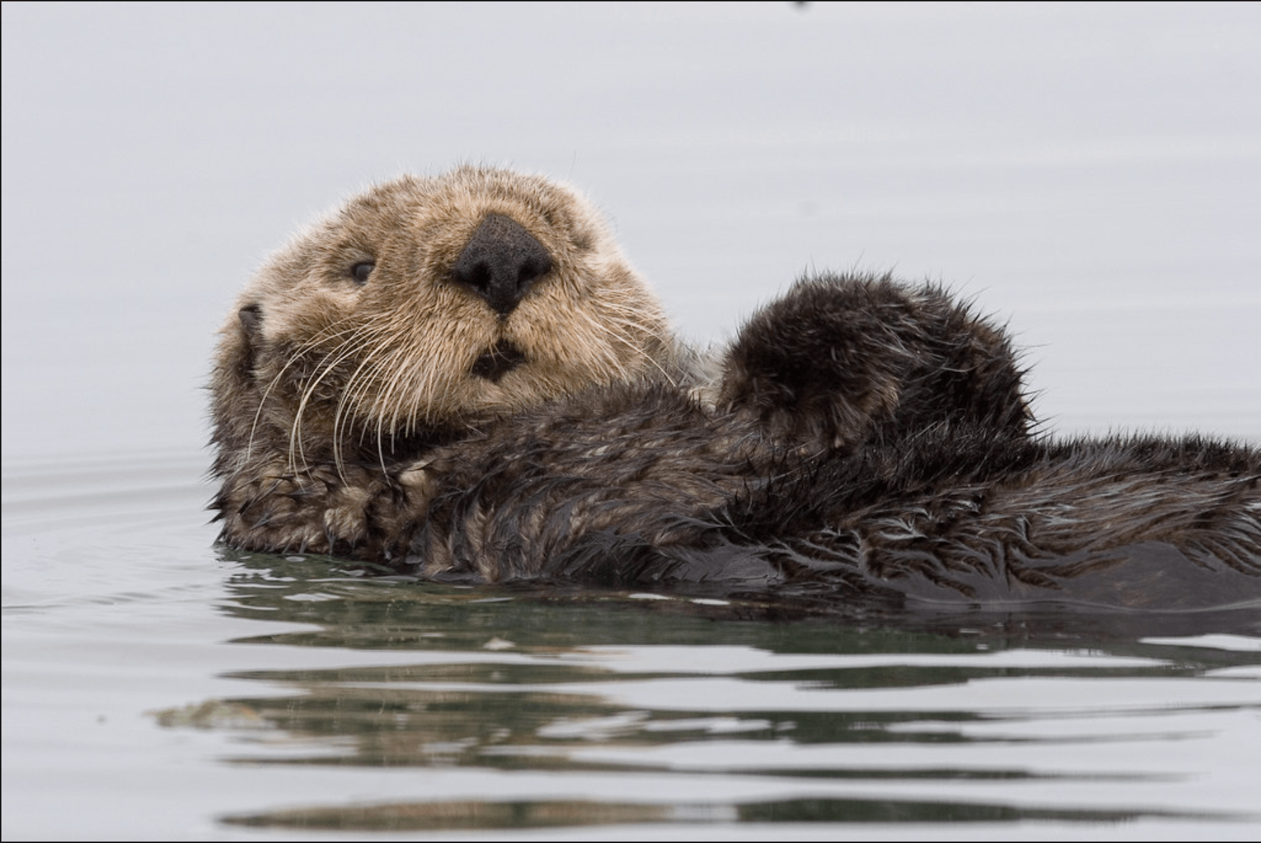 sea otter tracks