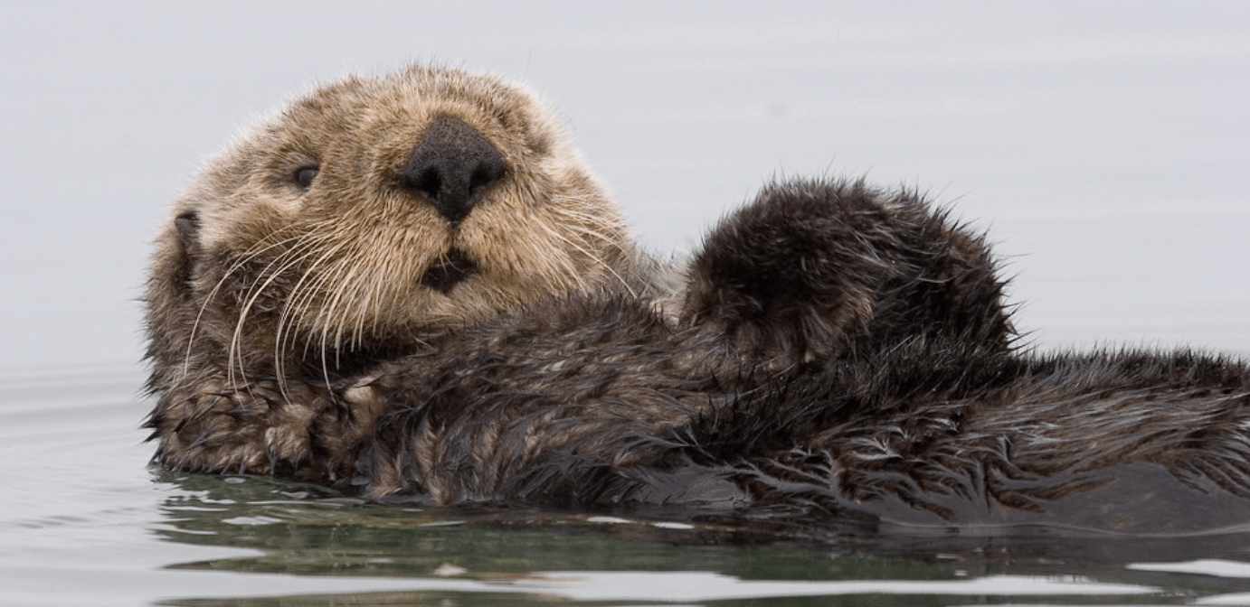 Evolution Fast Track: Otter Genetic History Provides Clues for Future Recovery